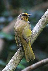 Stripe-throated Bulbul